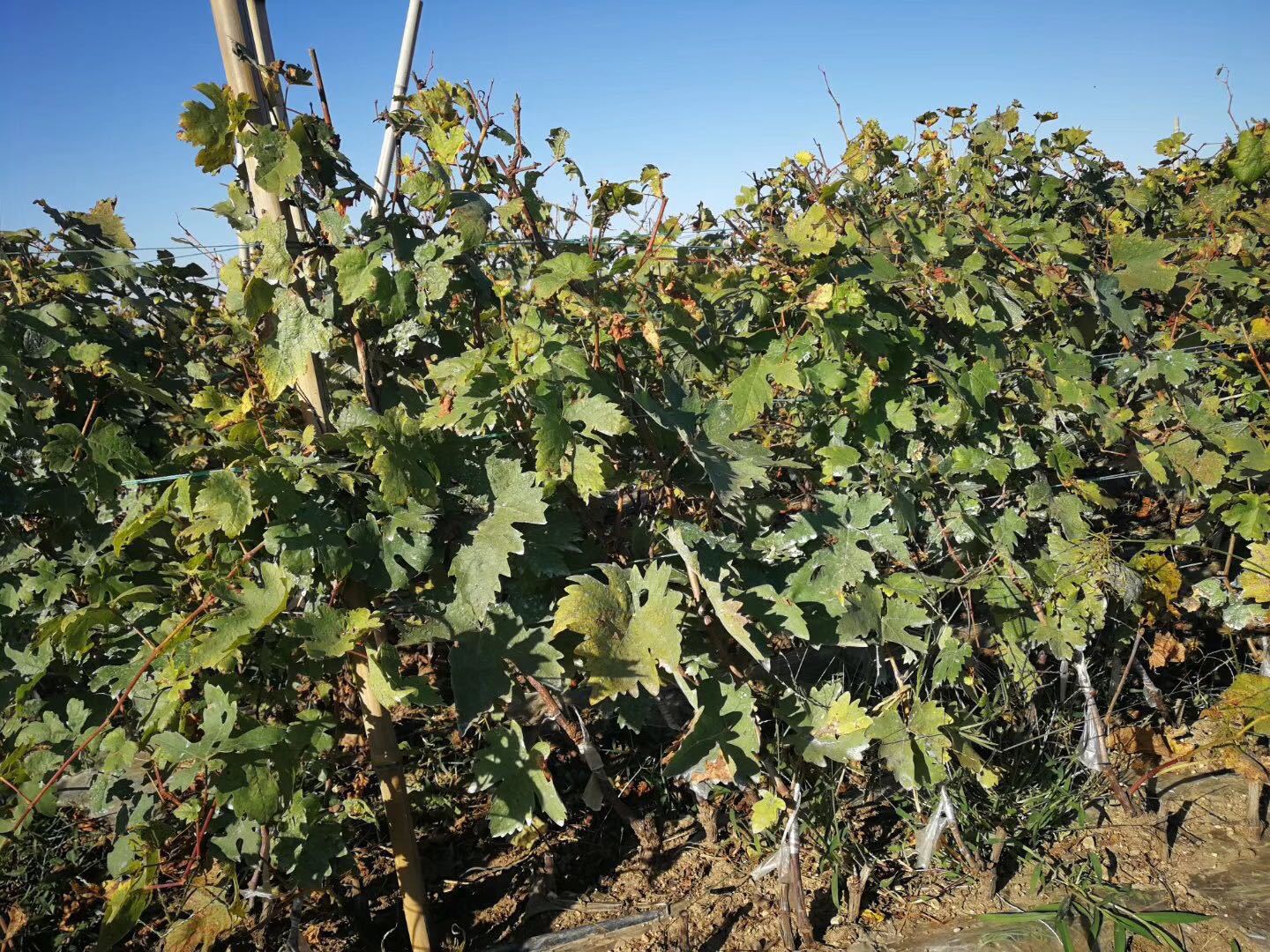 微信图片_20181222190426