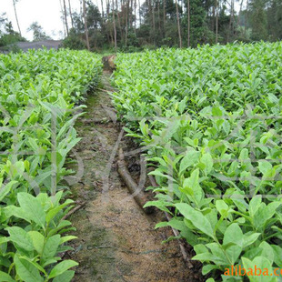 Fuding Great White Tea Miao Новое разнообразие поставки Youya Tea Miao Fuding Great White Tea Miao