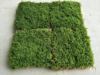 Moss micro -landscape plant micro -landscape moss Fresh white hair moss small white hair moss one square meter wholesale