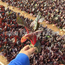 t~  ݲݻlֲﻨϲ ݻt^J