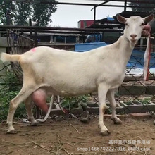 陝西富平奶山羊 奶山羊的飼養方法 那有奶山羊基地