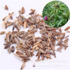 Wholesale Atractylodes Seed Base Direct Sales Base Price Price Bargaining Rate Bargaining Rate and a large discount