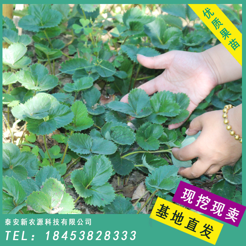 新農(nóng)源草莓.jpg