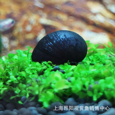 特價黑金剛螺軍帽螺除藻能手活體不吃草鮑魚螺蝦缸魚缸草缸觀賞螺