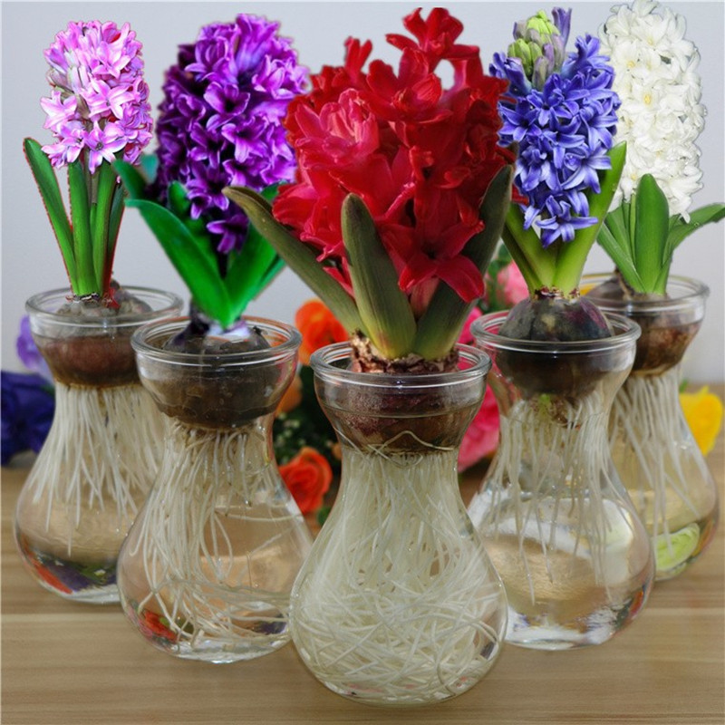 Hyacinth Seed ball sale Multicolor Mixed batch Hyacinth Large bulbs desktop Peitu Botany Hyacinth
