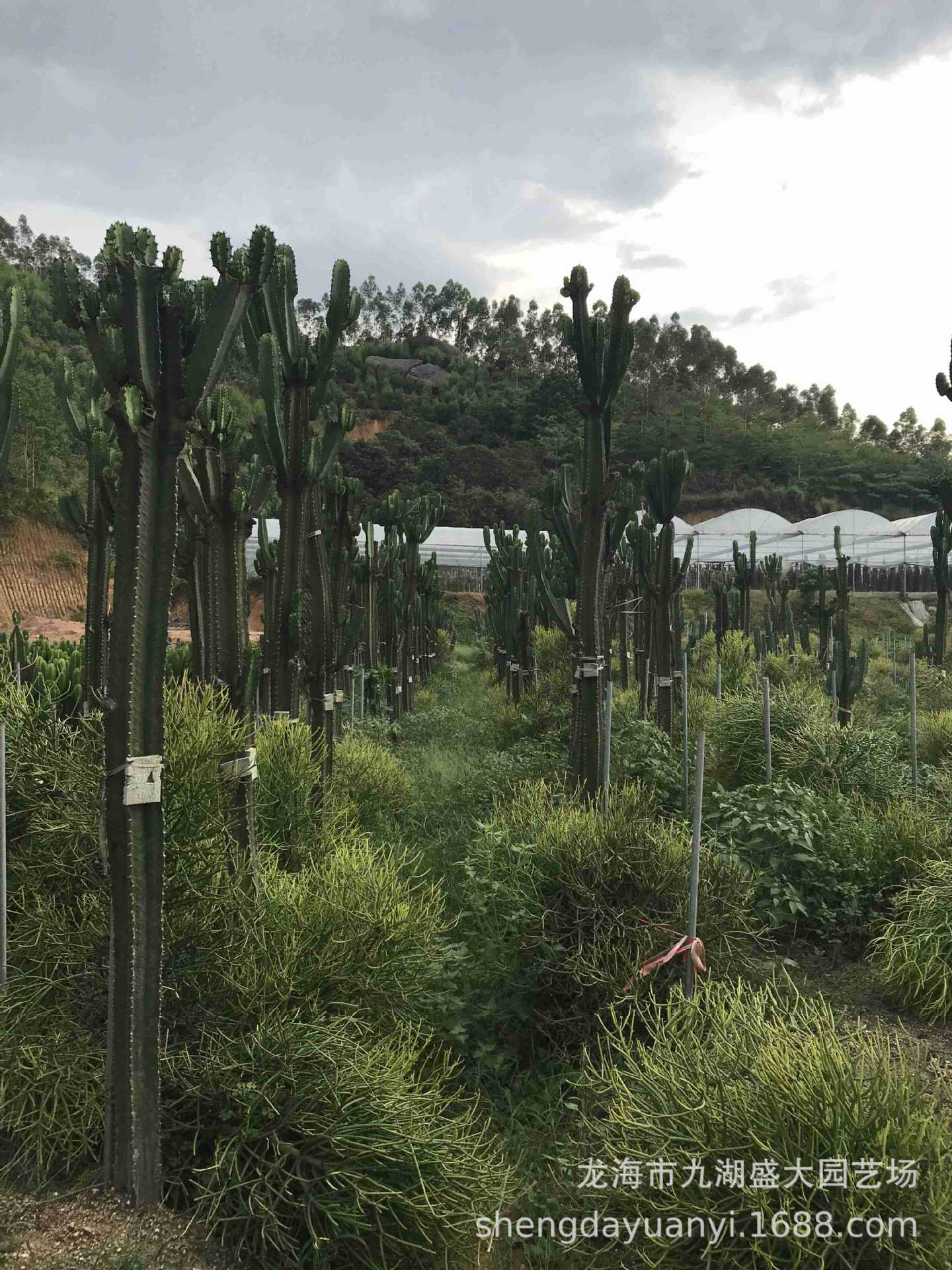 批发大型多浆植物 群生量天尺仙人柱沙生植物 秘鲁苹果仙人掌分叉-阿里巴巴