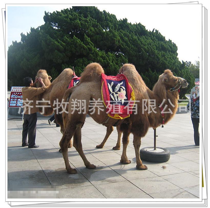 租聘羊骑乘双峰骆驼多少钱一天，草泥马羊驼哪有卖的，骆驼吃什么