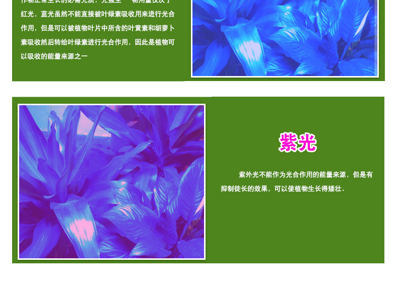 新阿凡达详情页_07