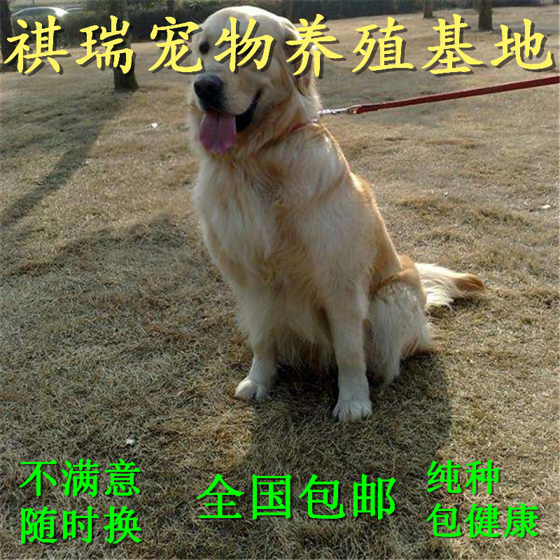 低价精品纯种金毛幼犬 全国可送 健康包邮