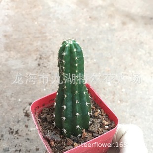 �ϴ仨 ����������ָ����ֱ�۾Gֲ �k�����̨Ȥζ�����辰ֲ��