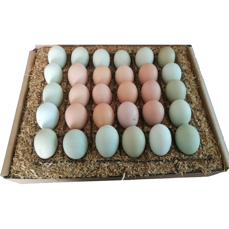 农场直供散养鸡蛋15枚绿壳乌鸡蛋15枚土鸡鸡蛋一件代发鸡蛋30枚