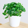 Copper Curdium Green Plant Potted Planted Planted Earth -cultivated Plants indoor gardening Flower Copper Currency Cobrabal Plant