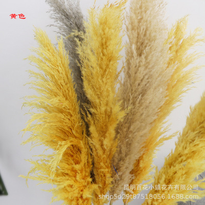 大蒲苇干花批发  芦苇干花 婚庆酒吧大蒲苇干花装饰 厂家销售|ms