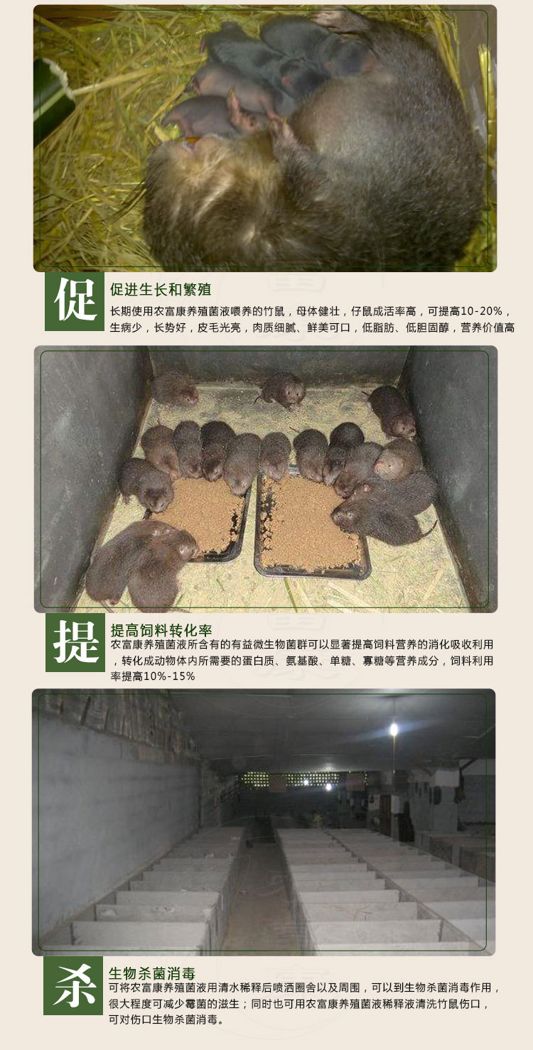 竹鼠肠道腹泻