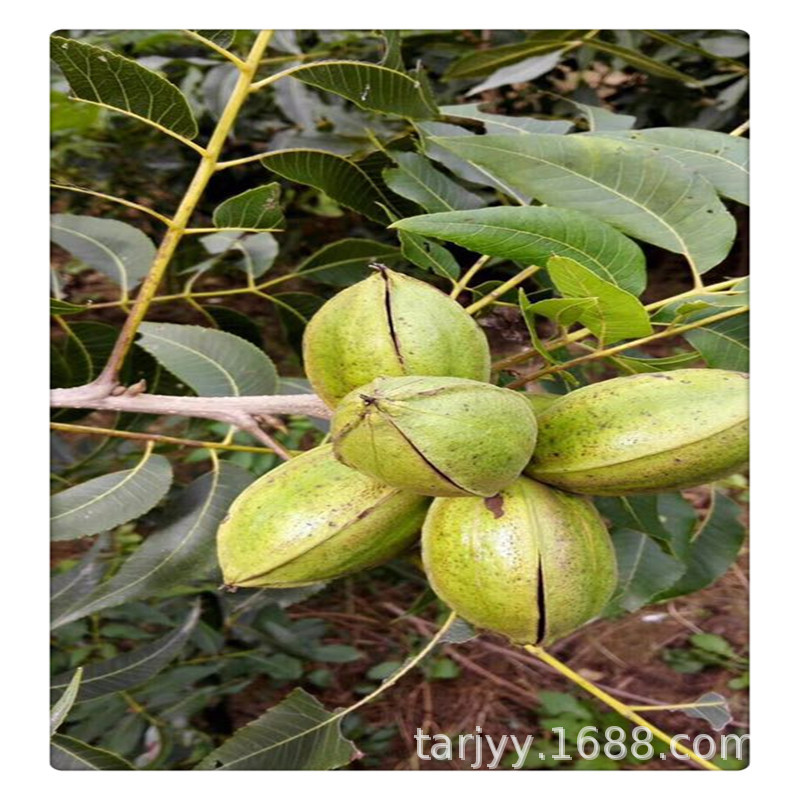 美国长果核桃树苗 薄壳碧根果长山核桃 坚果零食出售碧根果核桃苗