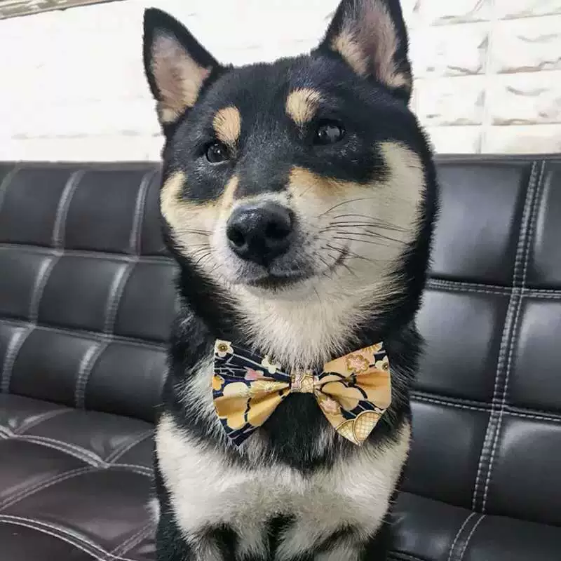 Eating bib, scarf, choker, bow tie, custom-made
