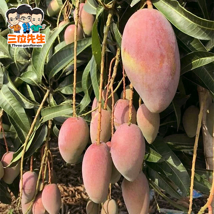 海南贵妃芒七彩芒 时令新鲜水果 必须拍两份才发货 实发一件5-9斤