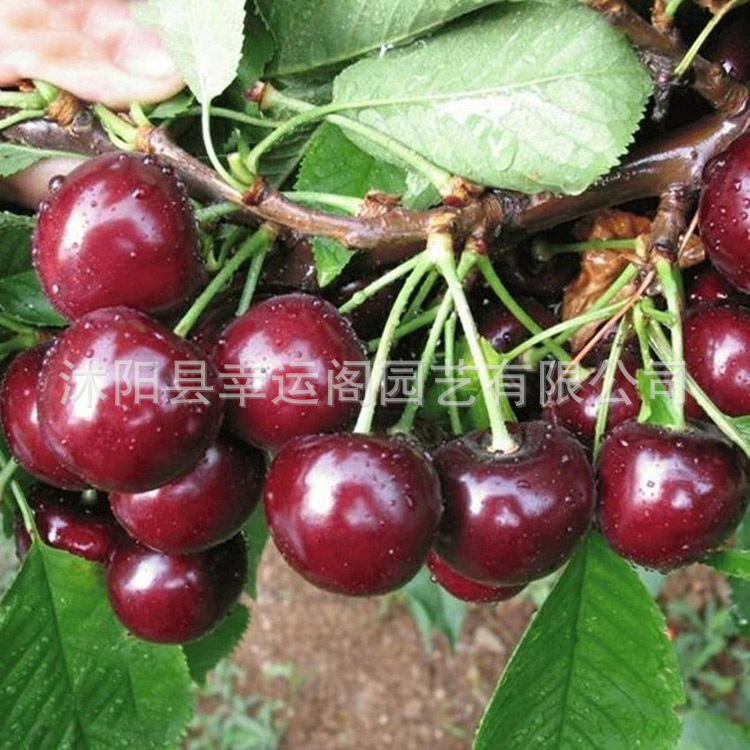 批发果树苗嫁接樱桃苗车厘子矮化美早大樱桃树苗南方北方种植果树|ms