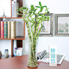 Plant lamp indoor, one bead bracelet for office, wholesale