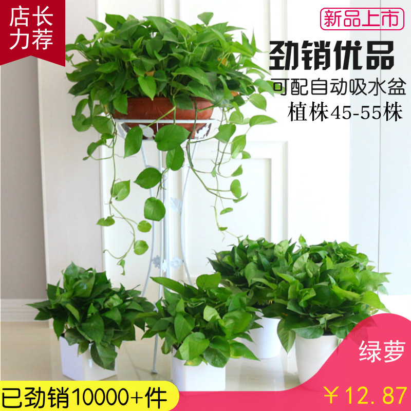 180 # 360 plantas de maceta de orquídeas verdes flores de orquídeas colgantes de flores de planta verde de interior absorción de formaldehído aire purificado gran rosa verde