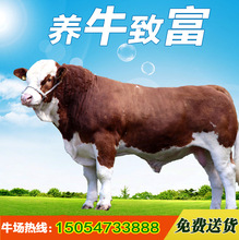 买肉牛苗价格 肉牛牛犊品种 价格 批发小牛苗多少钱一头