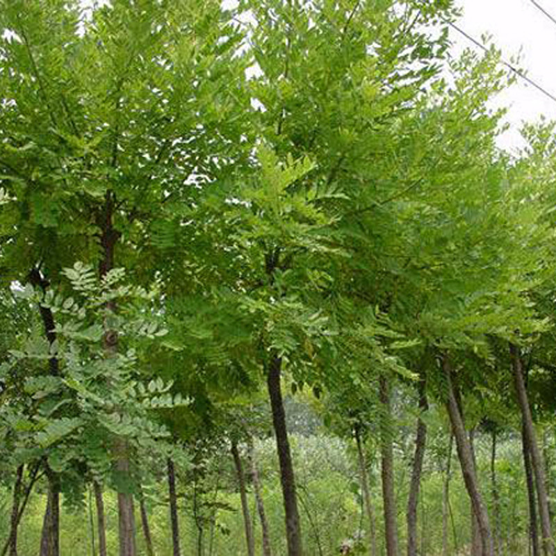 wKgGTFgcO8eAbkk8AAhjMUFmiAw064