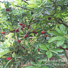 直销10-18cm公分湖南杨梅树 移栽熟货杨梅树价格 量大价格优惠