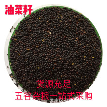 油菜籽批发供应油菜籽 榨油专用油菜籽饲料专用 五谷杂粮油菜籽