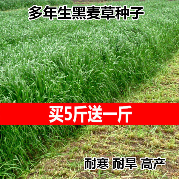 牧草种子多年生黑麦草种子鸡鸭鹅猪牛羊鱼草种籽紫花苜蓿种子|ru