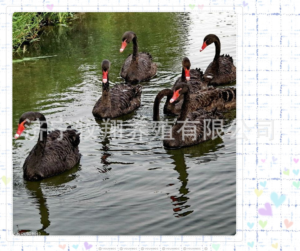 黑天鹅哪卖的，黑天鹅苗多少钱一只，什么地方出售黑天鹅鸳鸯苗