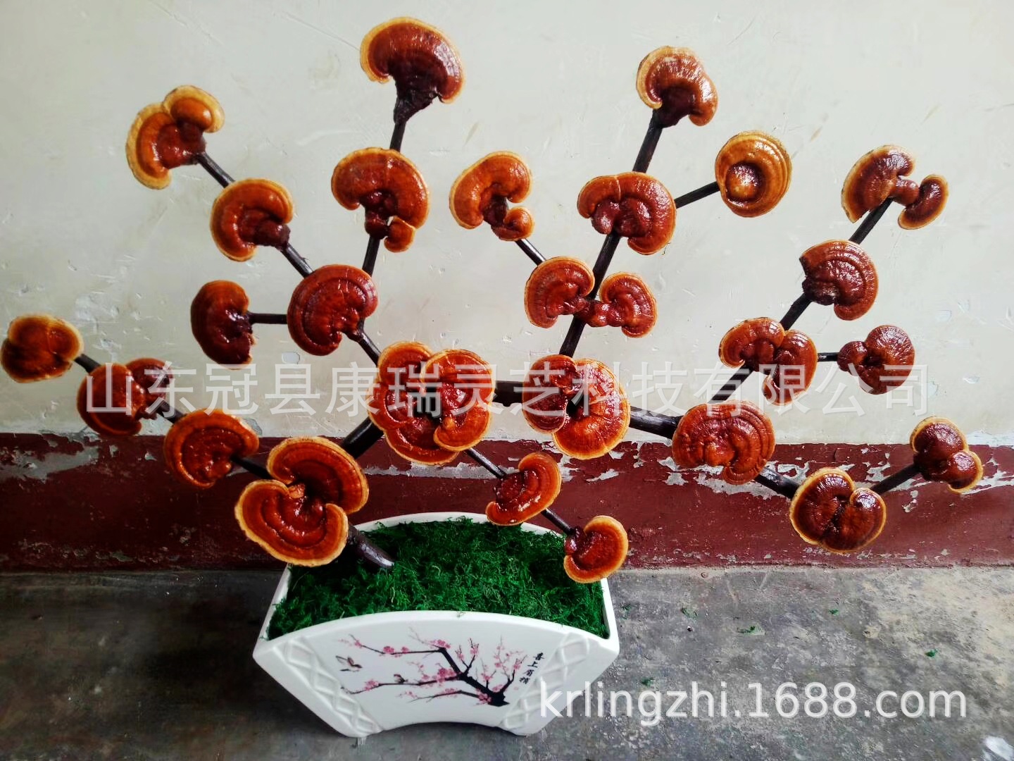 山东灵芝盆景 吉祥如意 灵芝工艺品摆件 冠县灵芝盆栽造型多-阿里巴巴