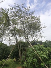 供應叢生朴樹 多桿叢生 園林工程樹 單桿12-15cm
