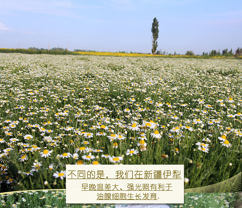 Supply Xinjiang Roman chamomile pure Dew, chamomile flower water 500ml distilled flower water are saturated pure Dew detail image 5