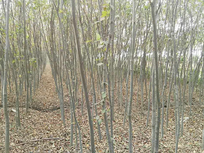榉树1