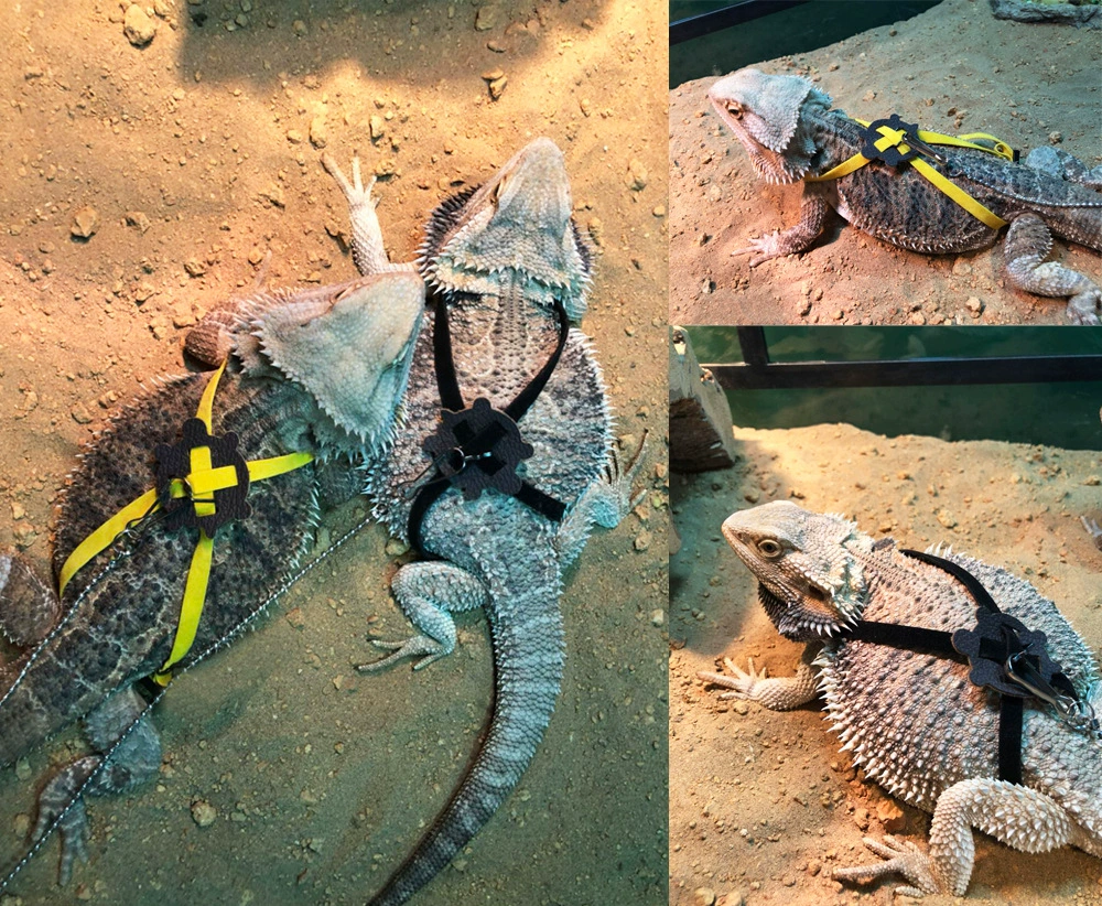 Ящерица Тяговая веревка Из тяги Ящерица веревка