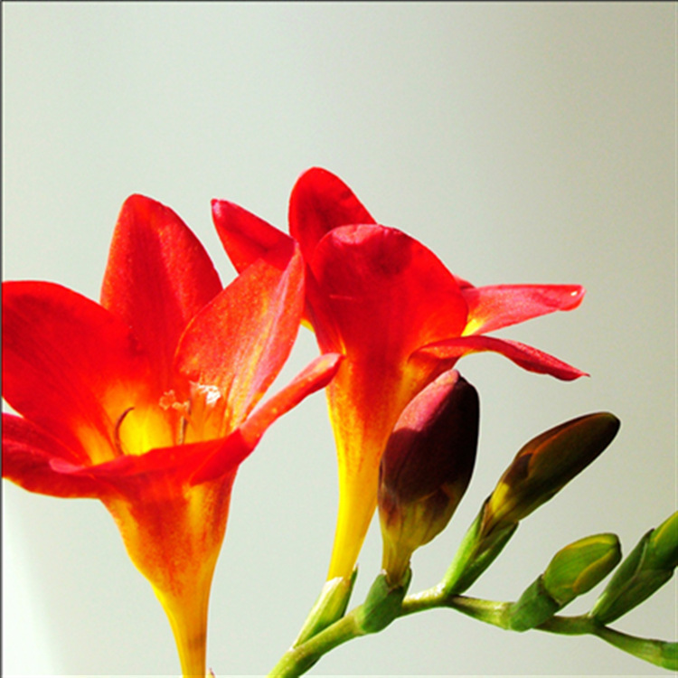 厂家直供 梨+小苍兰香型 香水香精 日化香精 免费拿样洗护香精