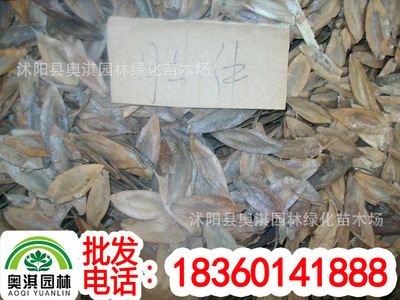 Perennial wholesale supply Various Chinese herbal medicines seed Eucommia seeds Ensure Breed quality Available to pay