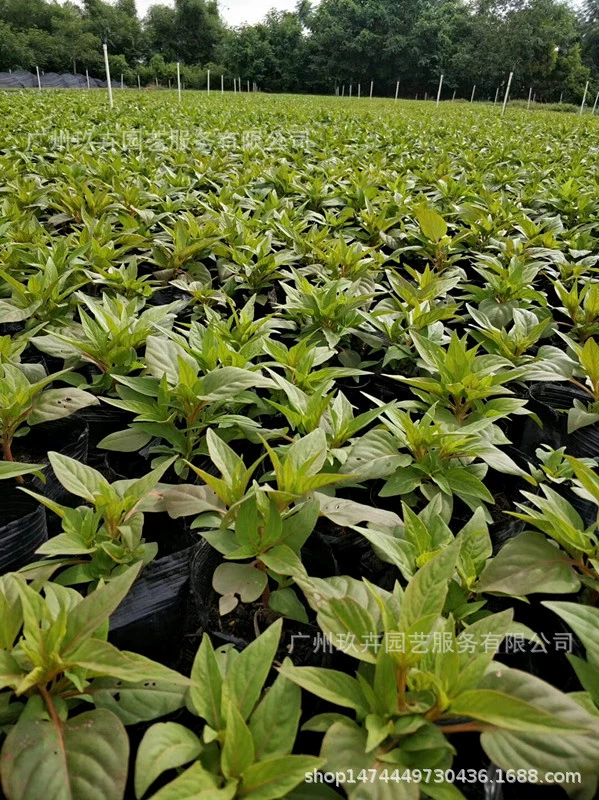[Базовые прямые волосы] Наблюдение за цветами Петушиный гребень Маленькая посадка в горшке Рассада травы Внутренние и наружные Цветочные клеммы Зеркало для цветов Зеленое растение Длительное цветение