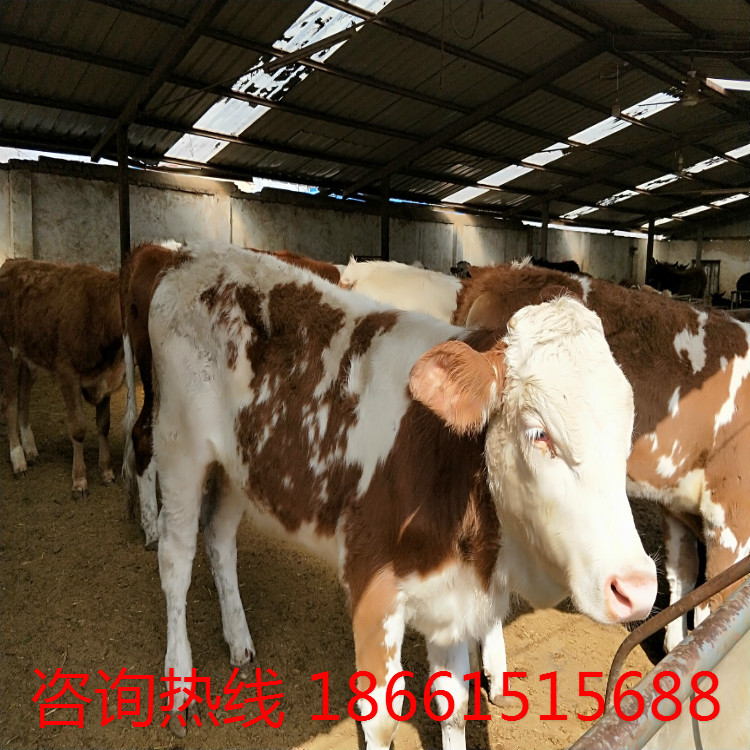 一头肉牛的利润一西门达尔孕牛鲁西黄牛肉牛养殖场