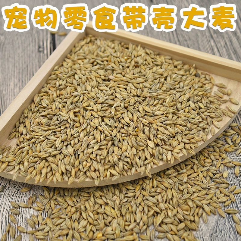 Зерно хомяка очищенный ячмень корм для маленьких домашних животных Зерно кролика Шиншилла голландская свинья попугай птица закуска Смешанное зерно 500 г