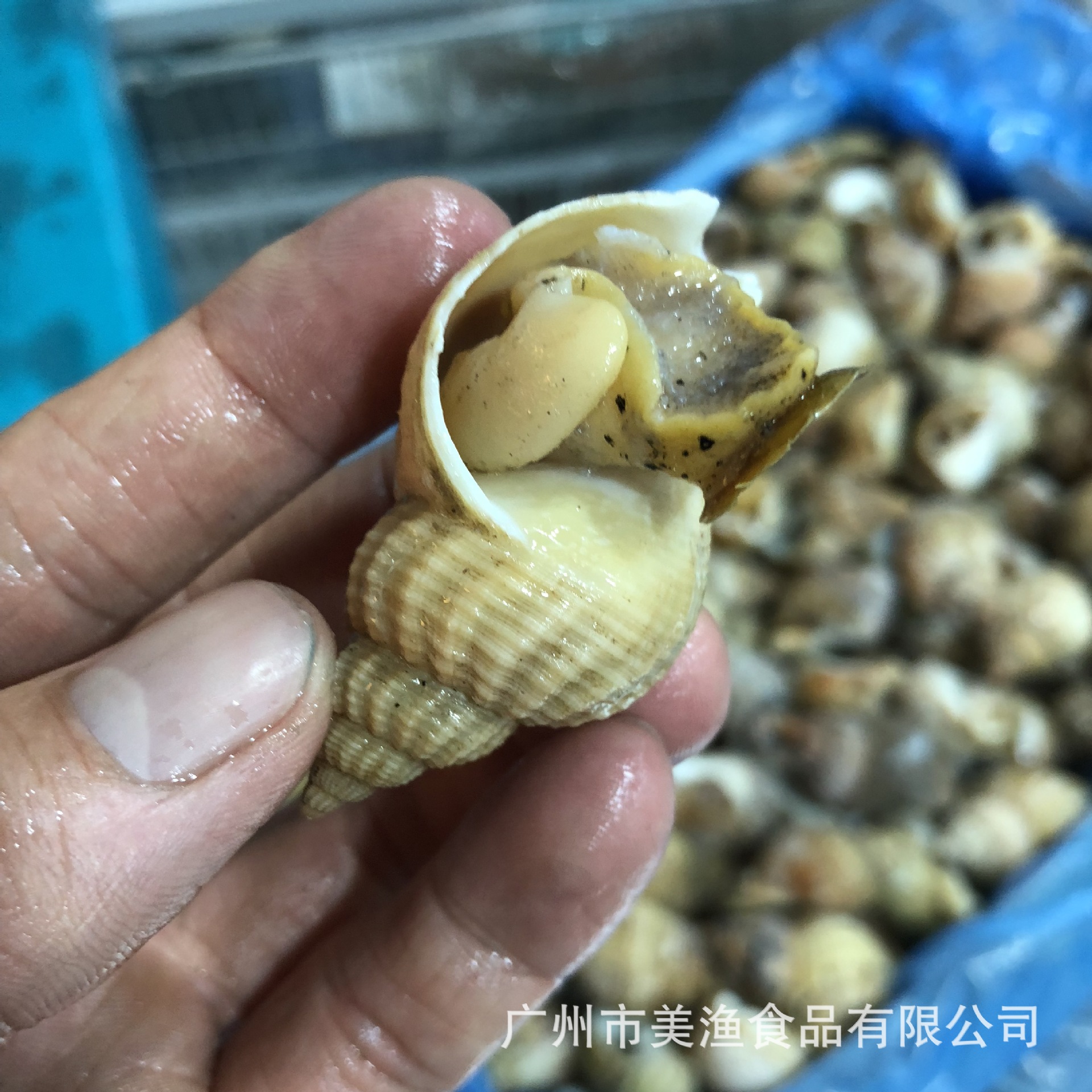 深圳人舌尖上的贝类——绝对不可错过的美食之方斑东风螺篇_标本