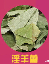 Sang Huang (Sanghuangporus sanghuang) — Wild Northeast Mulberry Yellow Fungus, Food-Herb Mushroom for Cooking overview