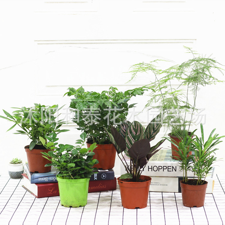 盆栽植物桌面室内阳台绿植花卉盆栽四季常青植物基地直销批发零售