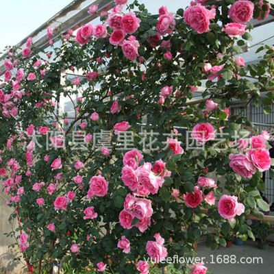 基地直銷藤本月季薔薇花苗爬藤庭院攀援爬牆歐月小苗多季開花批發