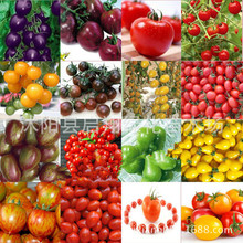 盆栽矮生紅珍珠番茄種子櫻桃番茄種子 聖女果可觀賞果蔬蔬菜種子