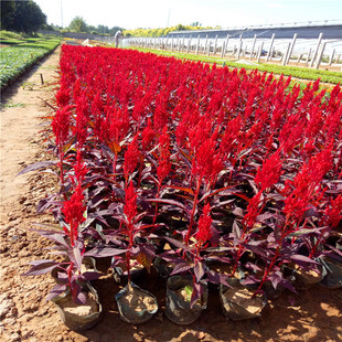 �������l���o�tһ֧�P �t�~һ֧�P���K����������һ֧�P�ݻ�