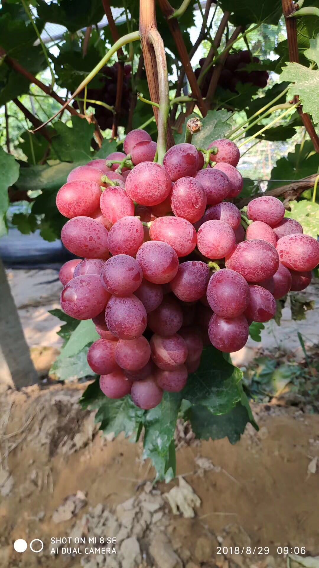 ΢��ͼƬ_20181222194205