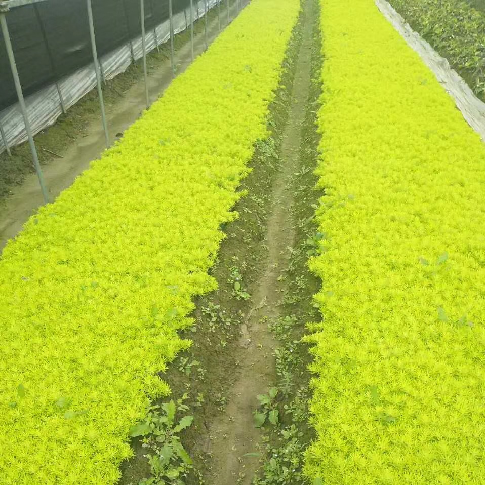 绿化带花卉种植图片,花卉种植图片,花卉种植造型图片(第12页)_大山谷图库