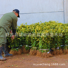 ���F�ӷN�����硿���~�� �������� �F�ӷN���� ���� �㽭�����