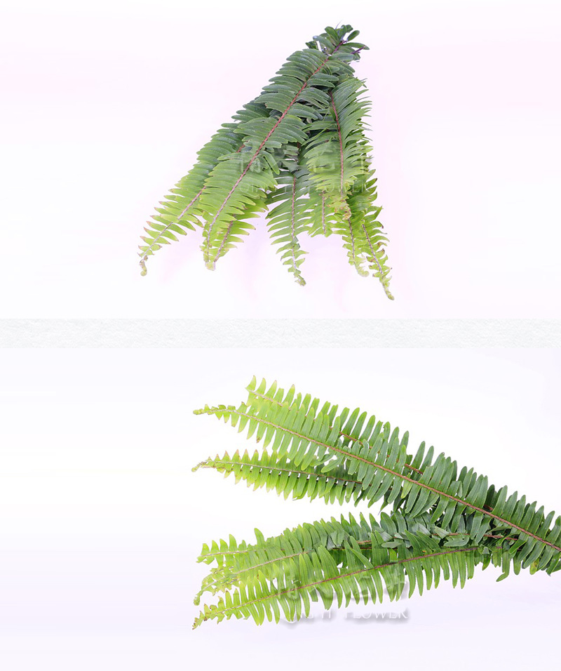 排草鲜花,灵草排草,排草(第16页)_大山谷图库